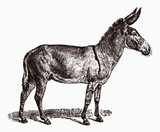 Critically endangered African wild ass equus africanus in profile view, after antique engraving from 19th century