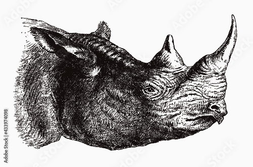 Head of a critically endangered black rhinoceros, diceros bicornis in profile view, after an antique engraving from the 19th century