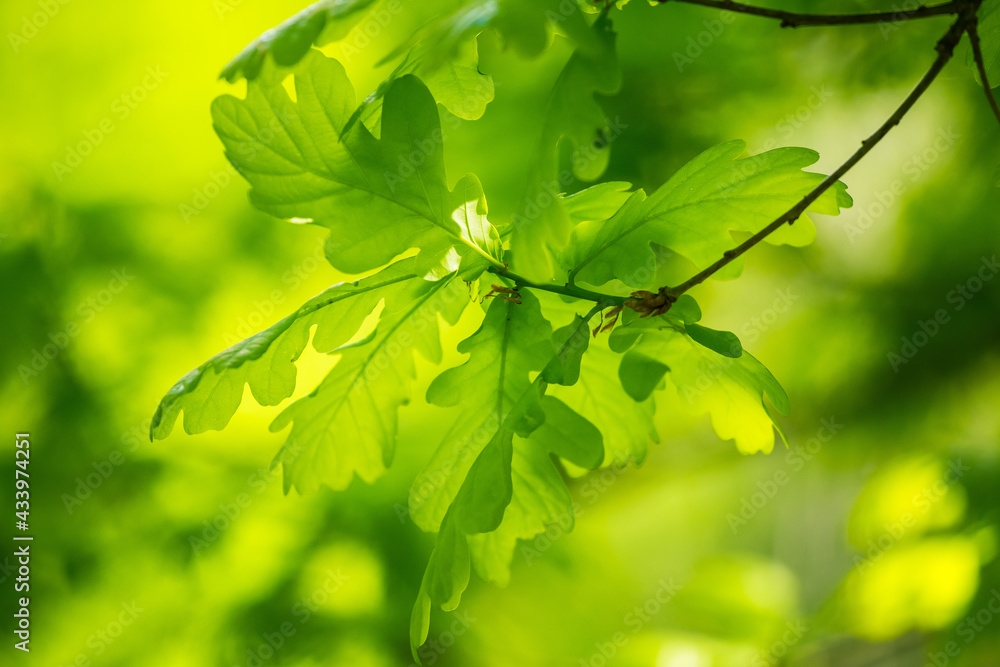 Beautiful, bright, fresh oak leaves in an early summer. Forest scenery of Northern Europe. Beautiful, bright, fresh oak leaves in an early summer. Forest scenery of Northern Europe.