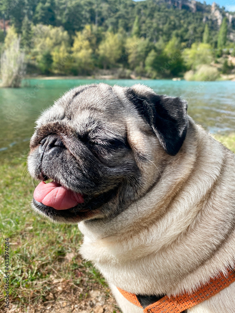 Happy pug breed dog taking a walk in the mountains and by the river. Portrait of happy dog