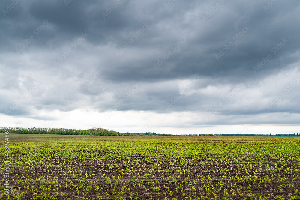 Corn field. Young shoots in a cornfield. Panorama in cloudy rainy weather. Storm clouds over the field.