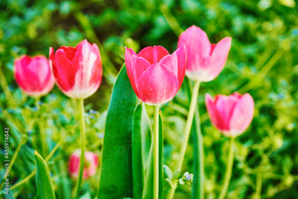 Pink tulips growing on the lawn in front of a blurred background Pink tulips growing on the lawn in front of a blurred background