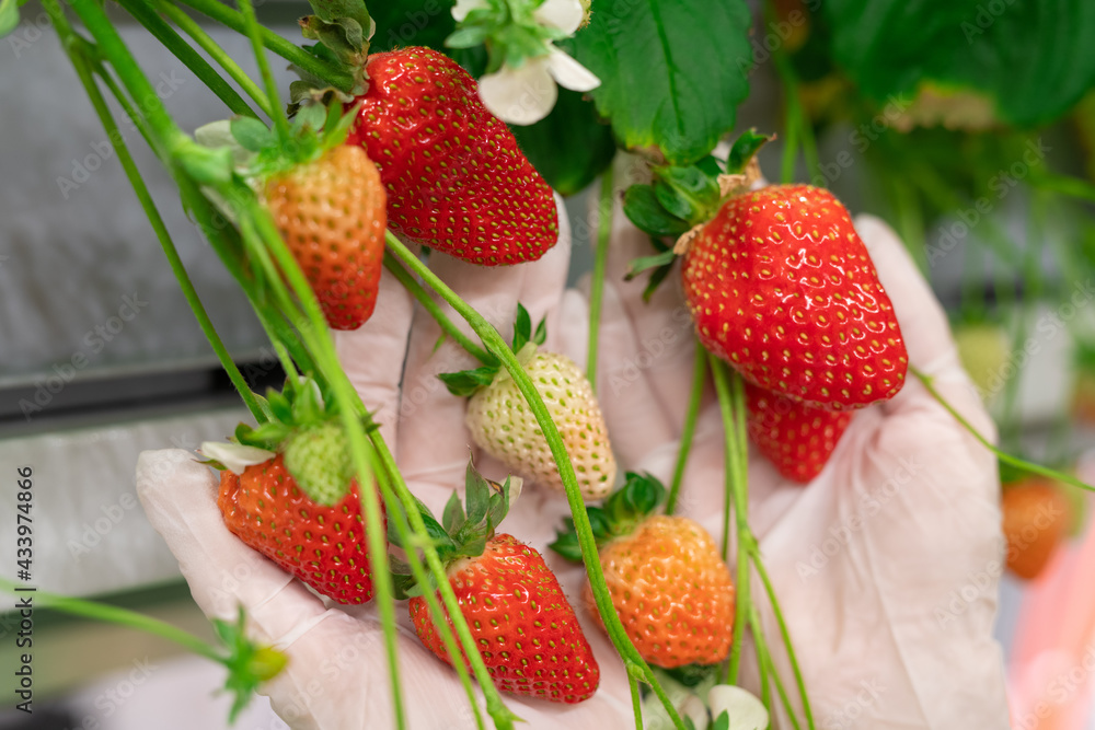 Ripe strawberries in gloved hands of vertical farm worker Ripe strawberries in gloved hands of vertical farm worker
