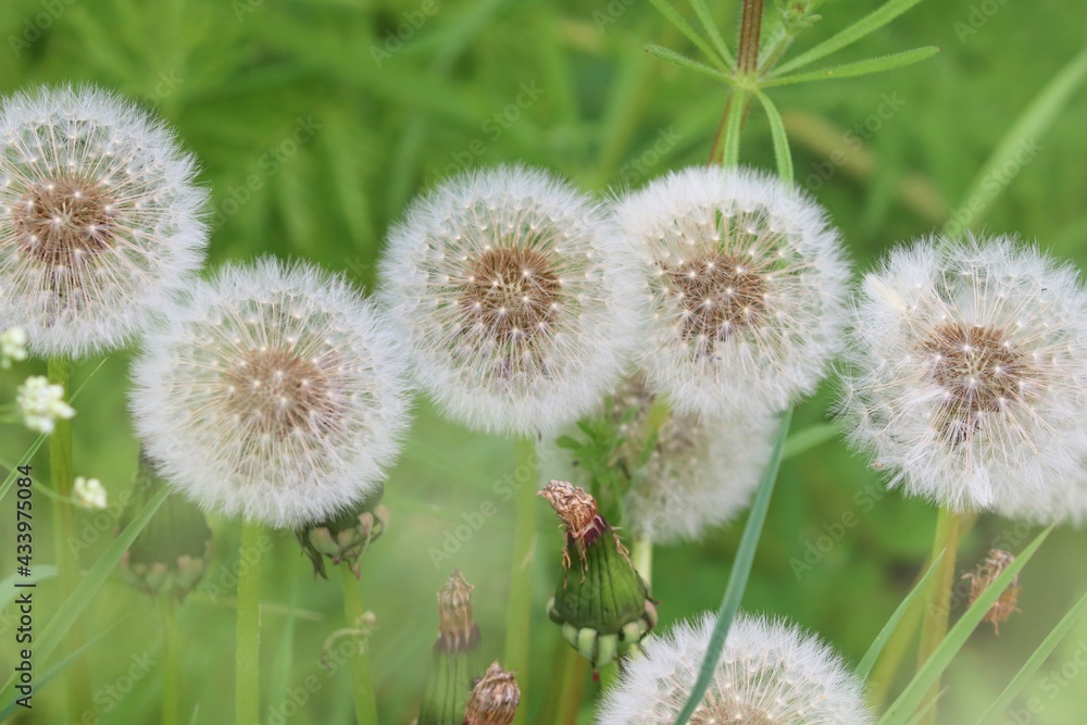 eine Reihe von Pusteblumen eine Reihe von Pusteblumen