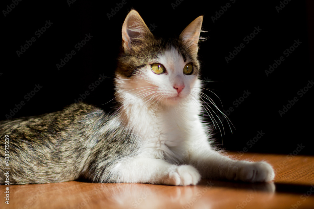 Gato relajado tomando el sol en una casa Gato relajado tomando el sol en una casa