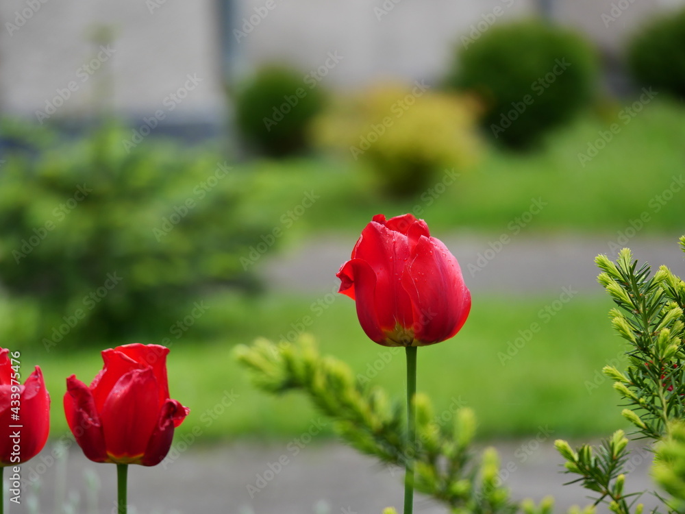 red tulips in the garden red tulips in the garden