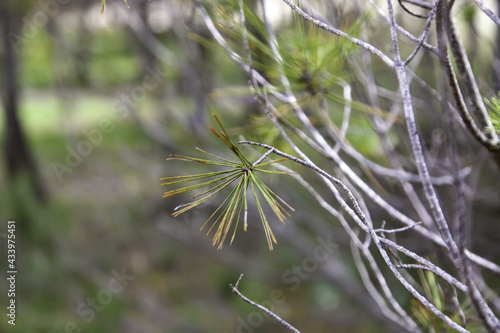 Fototapeta Naklejka Na Ścianę i Meble -  Pine branches in a forest