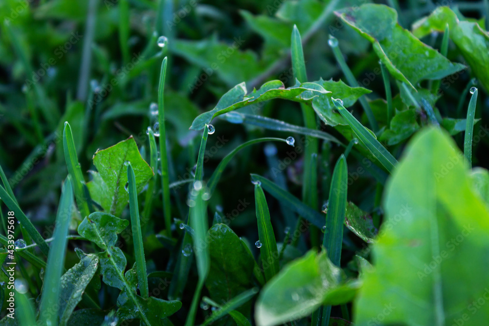 Fototapeta premium Morning dew on the green grass close-up. Early summer morning.