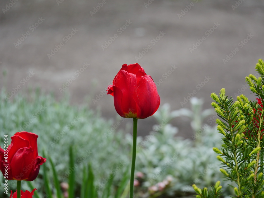 Obraz premium red poppy flower