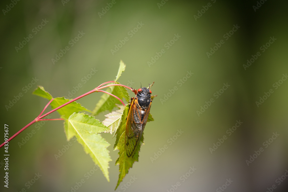Fototapeta premium Brood-X 17 Year Periodic Cicada perched on a leaf against a bokeh green background