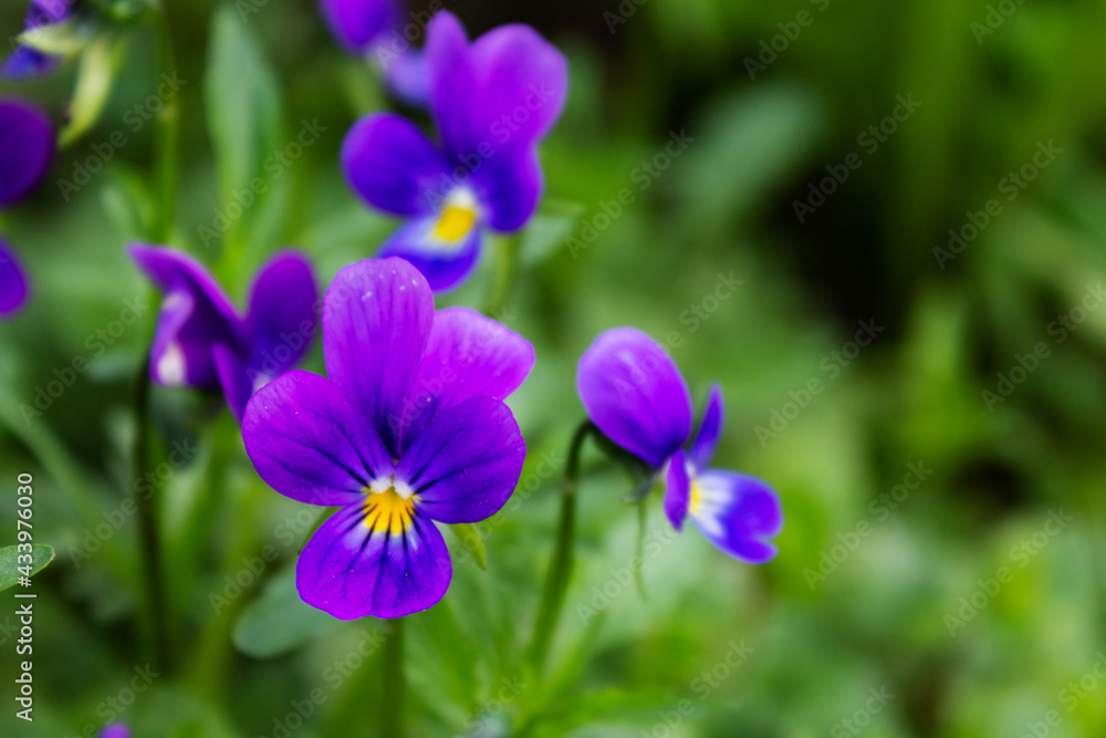 Beautiful blue flowers in the garden close-up. Summer, spring.