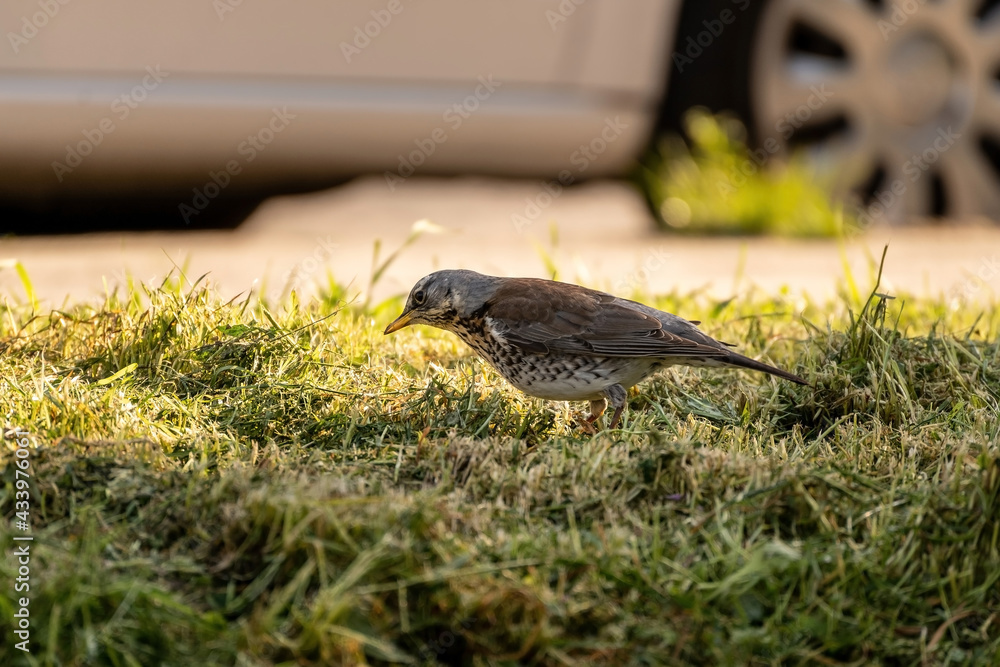 Fieldfare, a species of Thrushes Turdidae bird looking for worm in the grass. Turdus pilaris on the grass in a morning sunshine Fieldfare, a species of Thrushes Turdidae bird looking for worm in the grass. Turdus pilaris on the grass in a morning sunshine