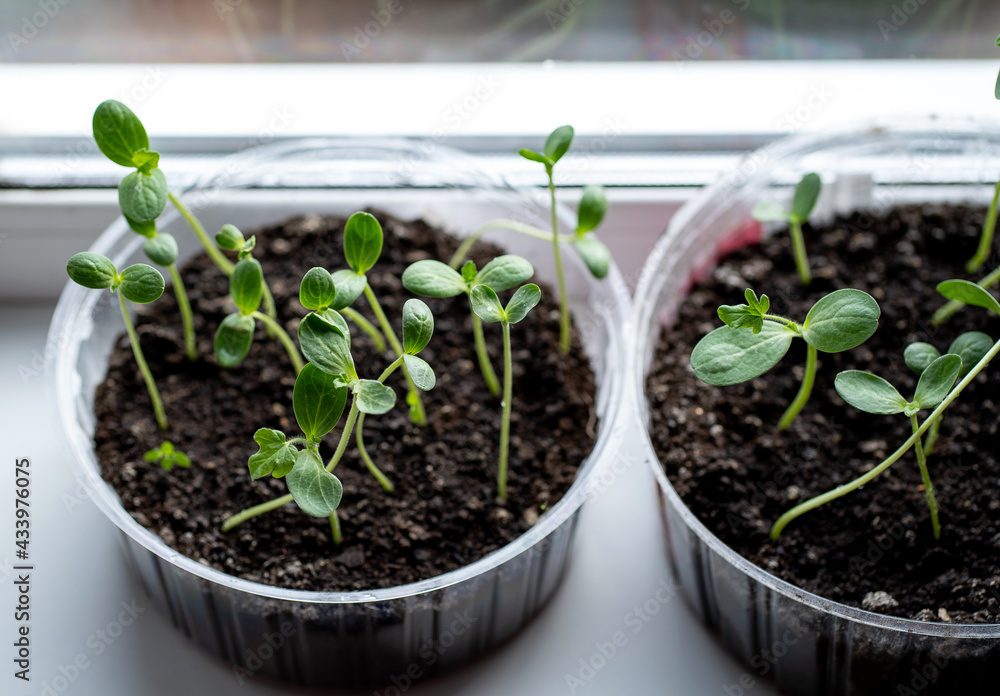 Seedling watermelon in a plastic container on the windowsill Seedling watermelon in a plastic container on the windowsill