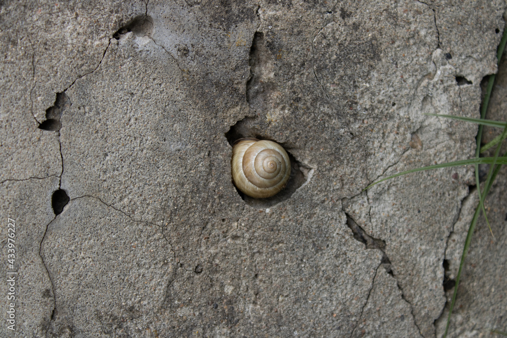 shell on the background of a gray concrete surface close-up shell on the background of a gray concrete surface close-up