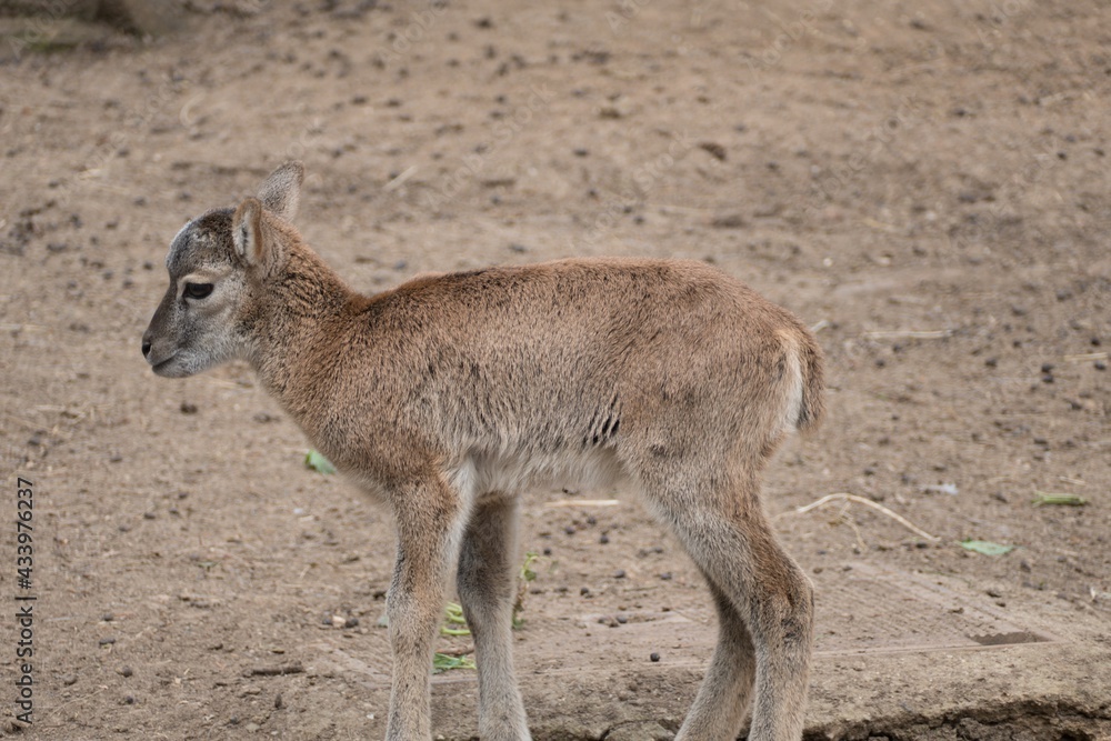 Fototapeta premium mouflon in a small zoo
