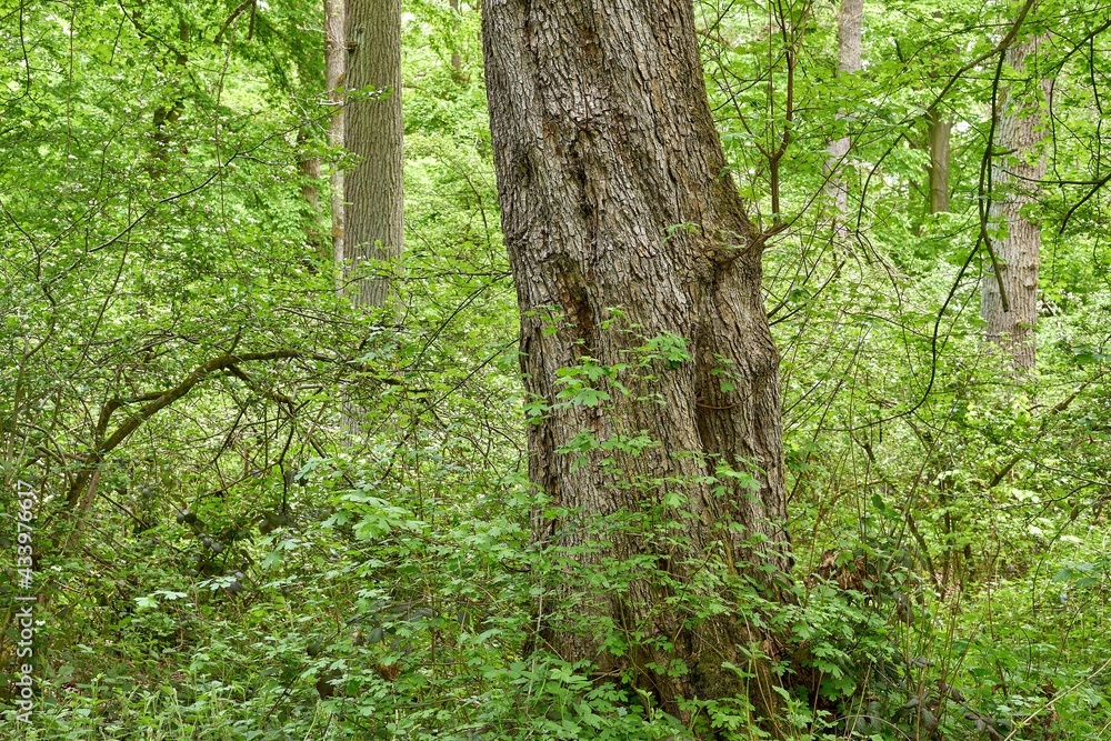 The trunk of an old maple tree (Acer campestre) The trunk of an old maple tree (Acer campestre)