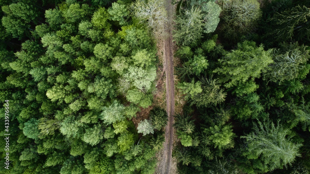 Forest drone shot Forest drone shot