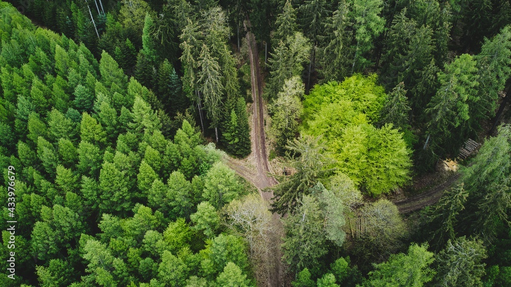 Forest drone shot Forest drone shot