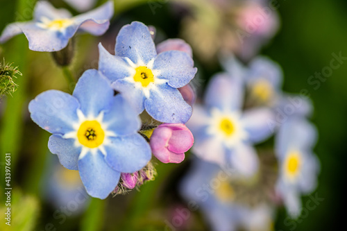 Spring flowers in the garden. Close up. © Piotr Wojnowski