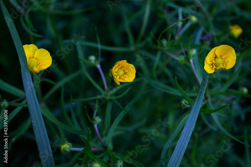 Konstfotografi Small yellow flowers in the grass in the garden close-up.