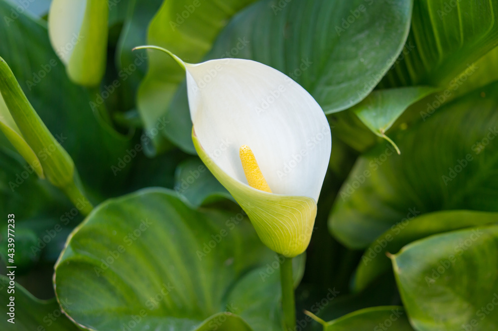Obraz premium one in green large leaves Zantedeschia aethiopica, commonly known as calla lily and arum lily. close up. a simple and elegant calla lily. elegant and stylish background