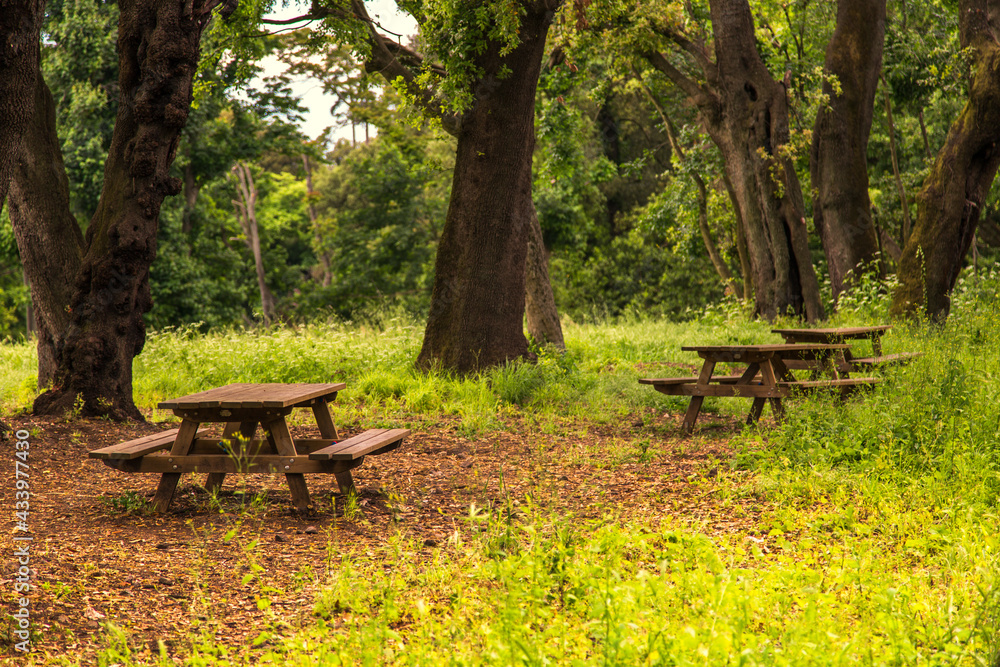 pic-nic tables in the woods among the trees in the Capodimonte Italian park in Naples pic-nic tables in the woods among the trees in the Capodimonte Italian park in Naples