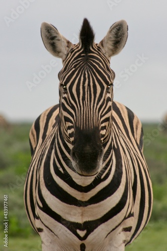 Front on portrait of wild Burchell's Zebra (Equus quagga burchellii) staring at camera perfect symmetry in nature Etosha National Park, Namibia.