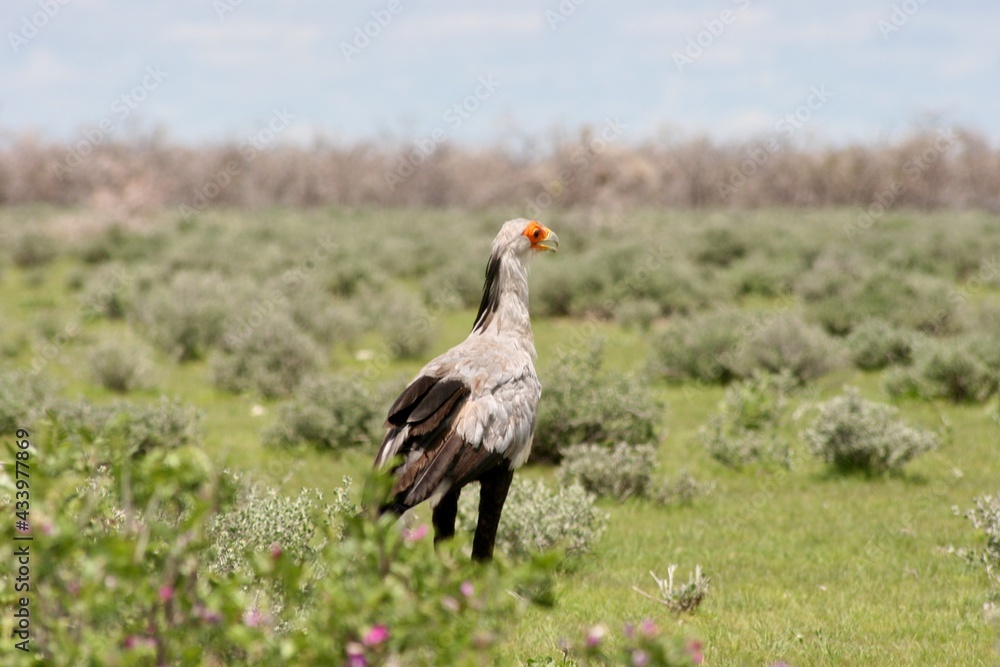 Obraz premium Portrait of Secretary Bird (Sagittarius serpentarius) on ground hunting Etosha National Park, Namibia.