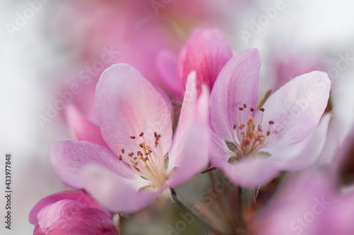 blossoming apple tree on a background of blur sky, nature spring background