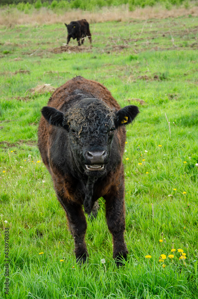 Fototapeta premium cow in the field