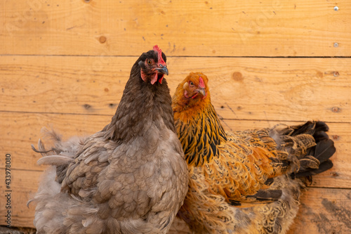 Beautiful purebred chickens on a home farm, cochin and brahma, close-up, portrait photo