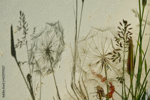 Dandelion and other plants and their shadows on a white wall