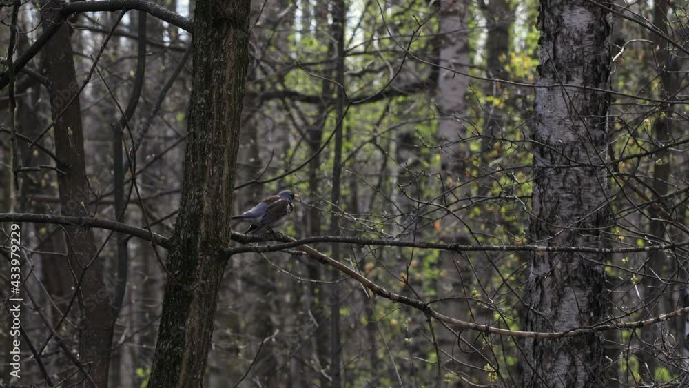 Thrush Fieldfare (Turdus Pilaris) Sitting On A Branch In The Early Spring Forest. Thrush Fieldfare (Turdus Pilaris) Sitting On A Branch In The Early Spring Forest.