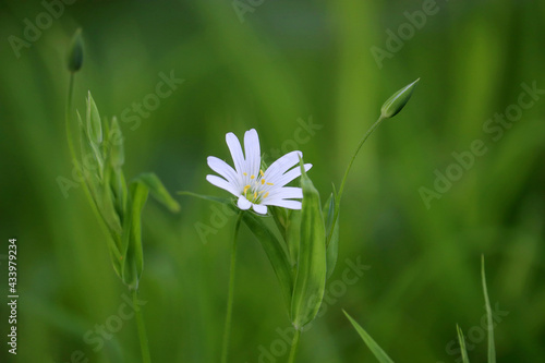 Spring meadow with white flower of Greater Stitchwort (Stellaria holostea) in green grass. Floral background, beauty of nature