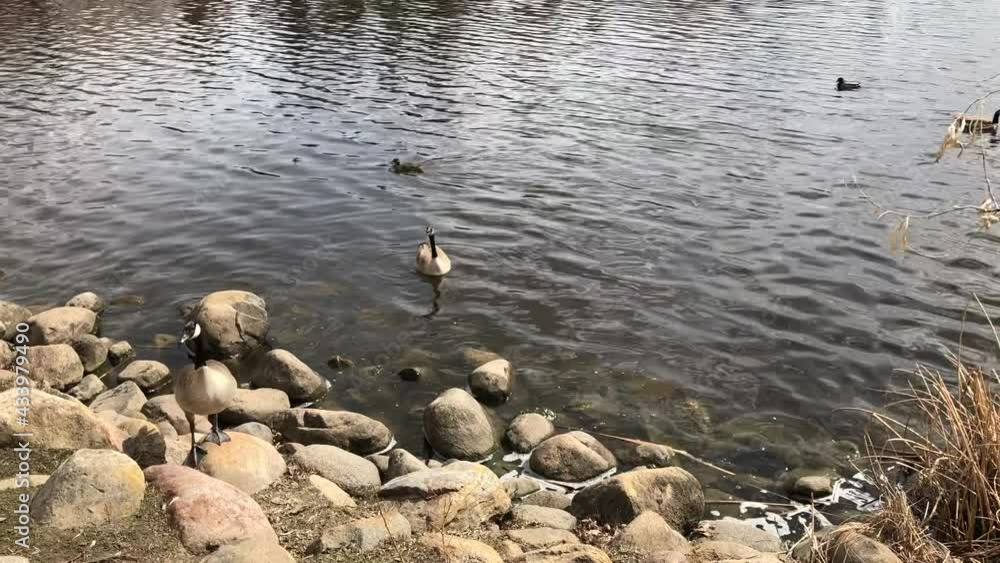 Two Canada Geese Argue loud by a Lake Two Canada Geese Argue loud by a Lake