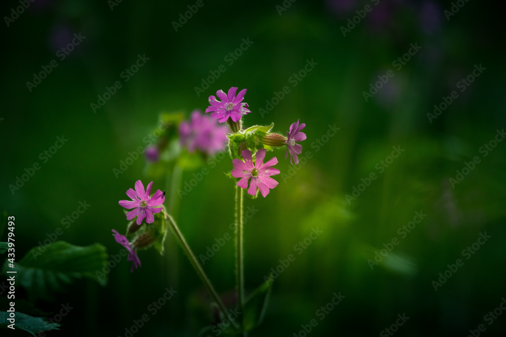 Beautiful purple wildflower blooming in the tall grass in meadow. Summer morning scenery of Northern Europe. Beautiful purple wildflower blooming in the tall grass in meadow. Summer morning scenery of Northern Europe.