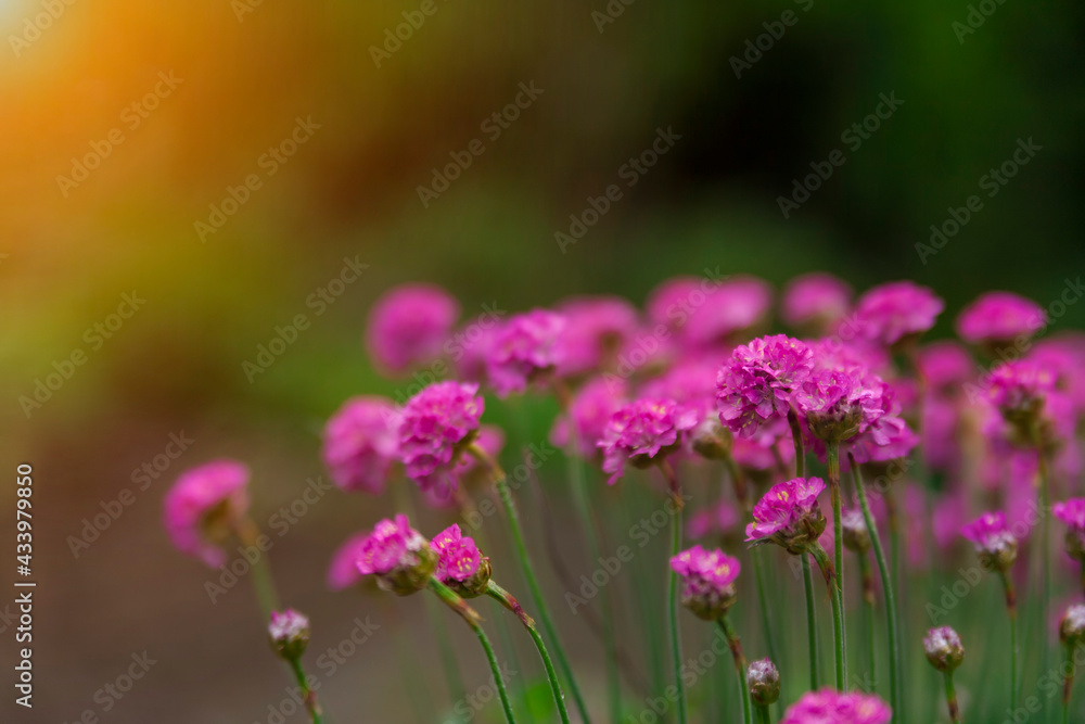 Flowers toned against the background of the sun. Spring flower field. Blurred background. Flowers toned against the background of the sun. Spring flower field. Blurred background.
