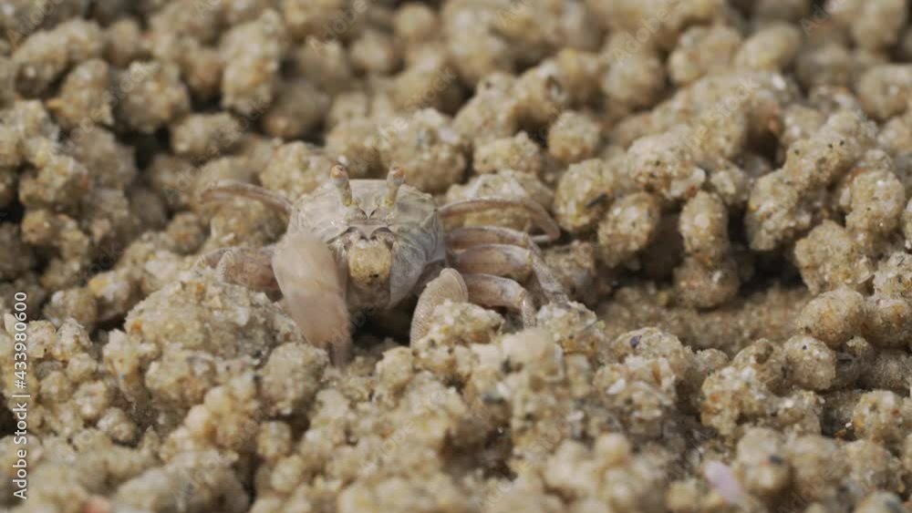 Close up of soldier crab makes balls of sand while eating. Soldier crab or Mictyris is small crabs eat humus and small animals found at the beach as food. Close up of soldier crab makes balls of sand while eating. Soldier crab or Mictyris is small crabs eat humus and small animals found at the beach as food.