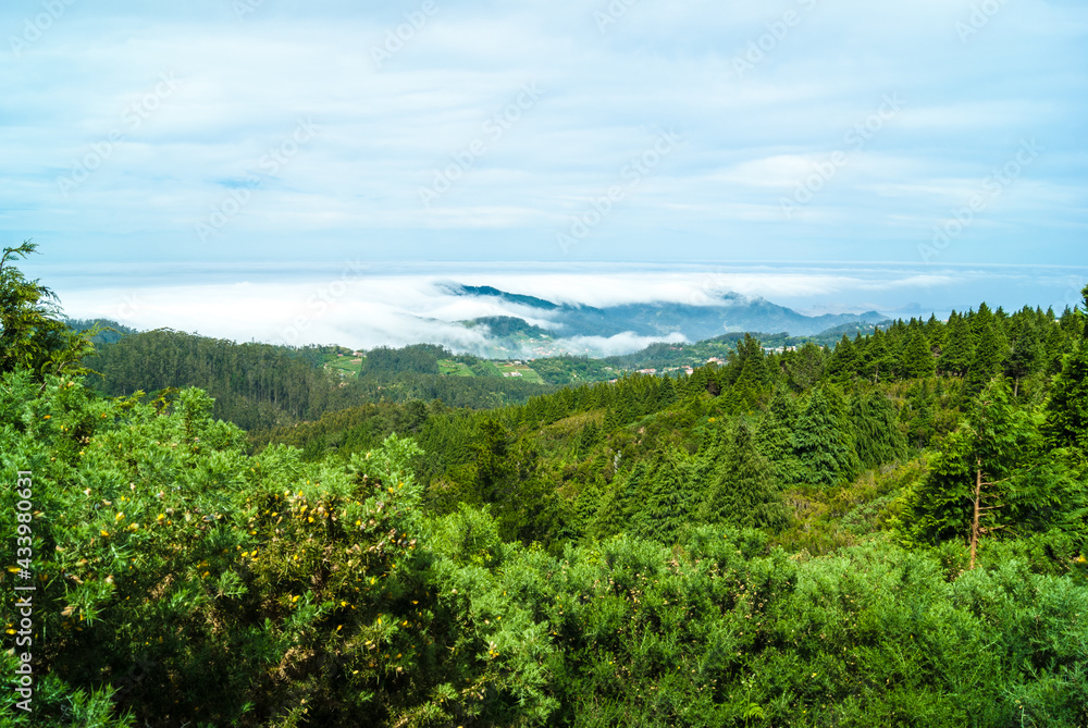 pine tree forest woodland, clouds covering the land, Madeira Island - Portugal pine tree forest woodland, clouds covering the land, Madeira Island - Portugal