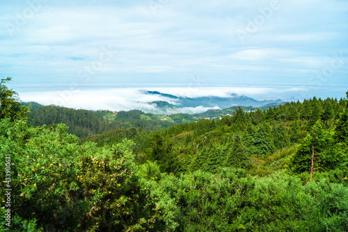 pine tree forest woodland, clouds covering the land, Madeira Island - Portugal