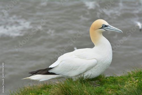 Northern Gannet on the cliff