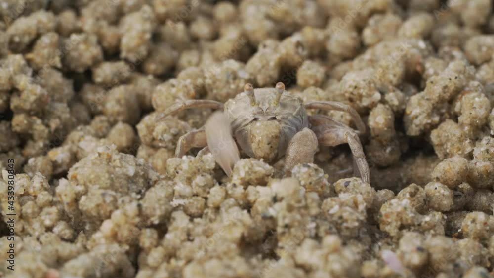 Close up of soldier crab makes balls of sand while eating. Soldier crab or Mictyris is small crabs eat humus and small animals found at the beach as food. Close up of soldier crab makes balls of sand while eating. Soldier crab or Mictyris is small crabs eat humus and small animals found at the beach as food.