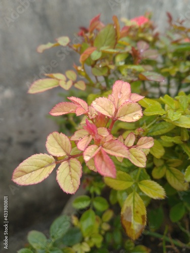 Rose Flower Leaves