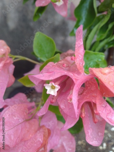 Orange Bougainvillea Flower