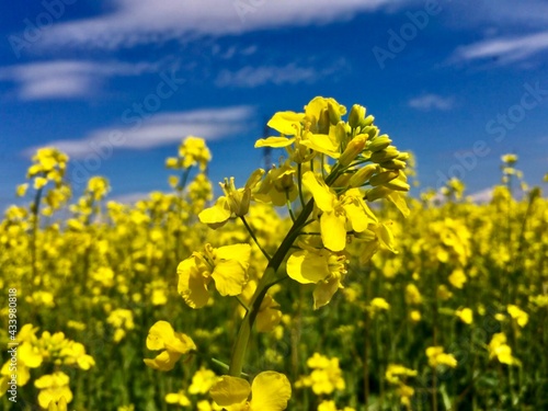 yellow flowers on sky