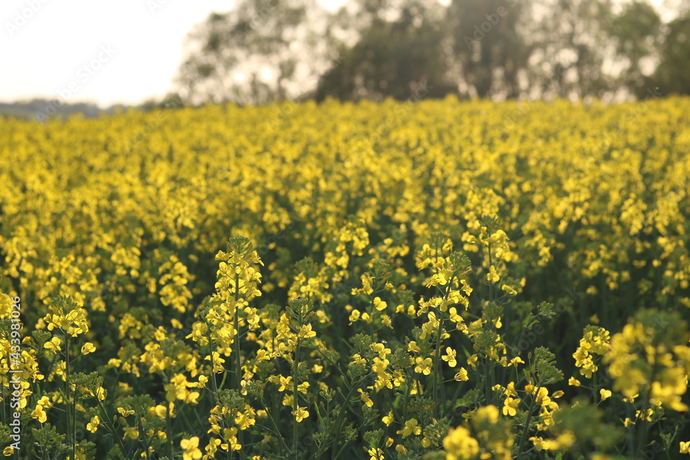 Rapeseed field, sunny day, cloudy sky. Rapeseed field, sunny day, cloudy sky.
