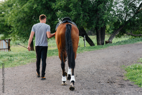 A young man stands and looks at a thoroughbred stallion on the ranch. Animal husbandry and breeding of thoroughbred horses © Andrii