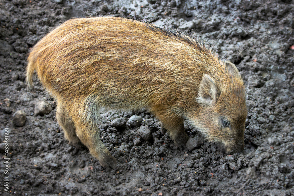 wild boar pig wild boar pig