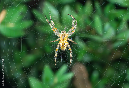 large orb weaver spider on its web in a garden