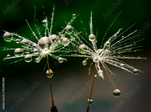 Beautiful shiny dew water drop on dandelion seed in nature macro. Soft selective focus  sparkling bokeh.